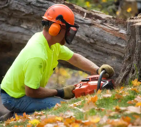 tree services Gloucester City